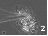 図2-2細胞質から薬物や代謝物などの成分を吸い上げる様子