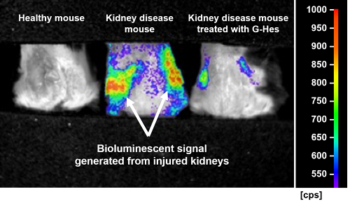 Visualization of kidney disease and therapy by the citrus fruit-derived compound treatment.