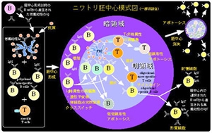 ニワトリ胚中心の模式図