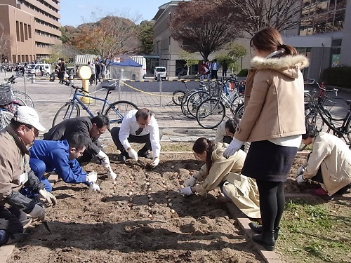 チューリップ球根の植え付け作業を行いました