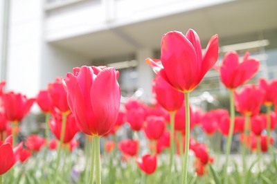 春に開花したチューリップ