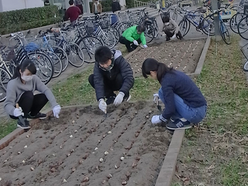 チューリップ球根の植え付け作業を行いました