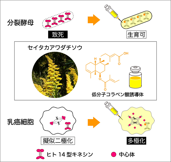 （図１）ヒト１４型キネシン阻害物質としてセイタカアワダチソウから新たに発見した低分子コラベン酸誘導体と分裂酵母および乳癌細胞における阻害効果