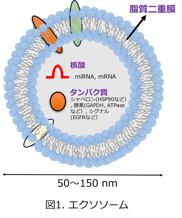 図1.エクソソーム