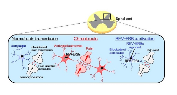 Normal pain transmission triggers signaling modules to cause a sensation of pain.