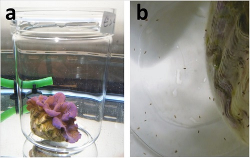 The giant clam Tridacna crocea and its fecal pellets