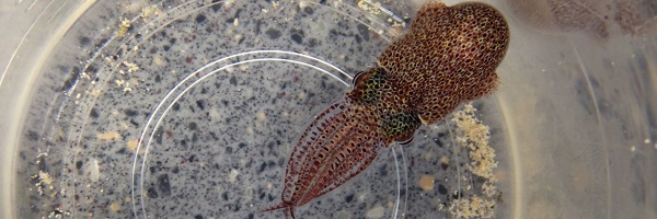 Euprymna berenneri