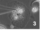 図2-3　細胞質から薬物や代謝物などの成分を吸い上げる様子