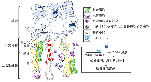miR-125bによる骨代謝制御機構を示す模式図