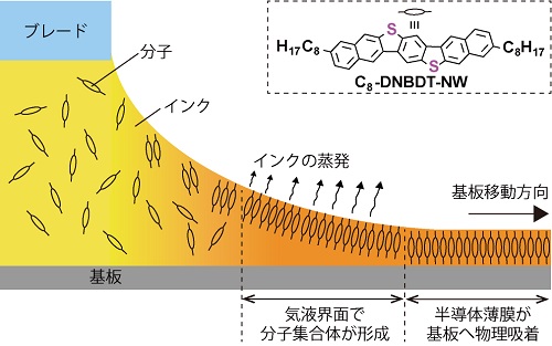 印刷プロセスを用いた有機半導体単結晶薄膜の製造手法