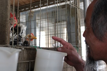 Professor Tsudzuki talking softly to the chickens.