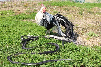 A Japanese Extremely Long Tail Chicken