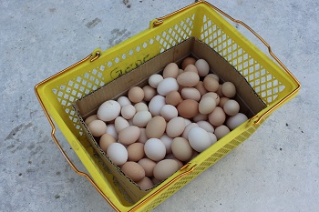 Freshly laid eggs.