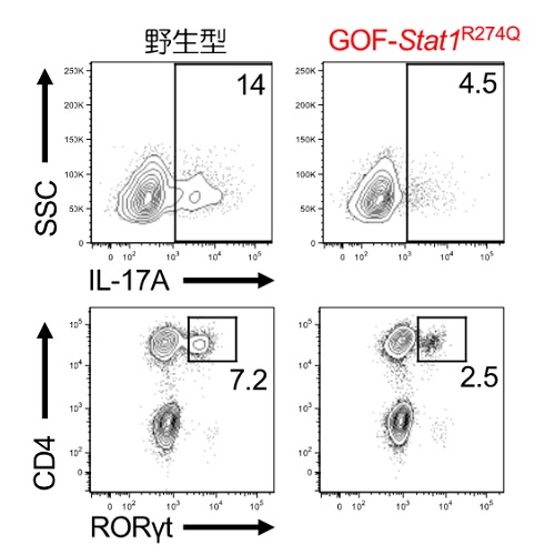 C. albicans感染後のIL-17産生およびRORγt発現の解析