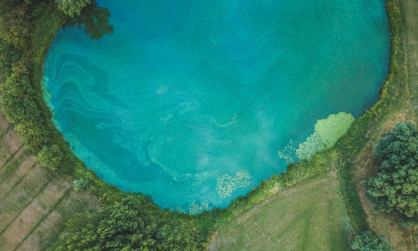 Algae in a lake