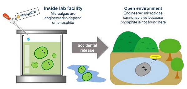 How Hirota’s passive biocontainment strategy works