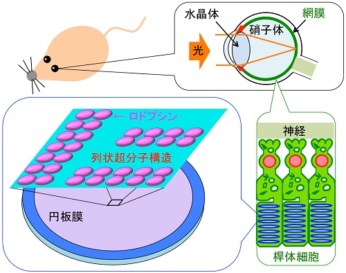 脊椎動物の目の構造、及び網膜桿体細胞内の円板膜における、ロドプシンの超分子構造の概略図