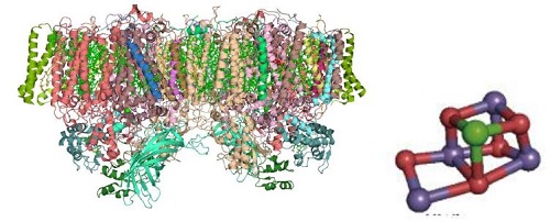 図7 光合成タンパク質PSIIの結晶構造(左)とMnクラスター(右)