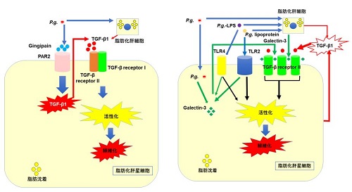 図：P.g.によるNASHの病態進行メカニズム