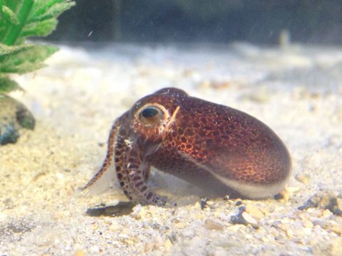 A photo of Euprymna brenneri, taken by Jeff Jolly, a co-author of the study