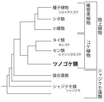 図1:陸上植物の系統関係を示した図