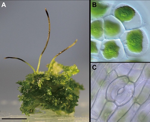 図2:ツノゴケAnthoceros agrestisの様子。A: 外観、B: １個の葉緑体を含む葉状体の細胞、C: 胞子体に見られる気孔