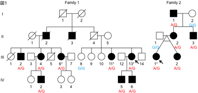 図1：遺伝性SCDの家系図