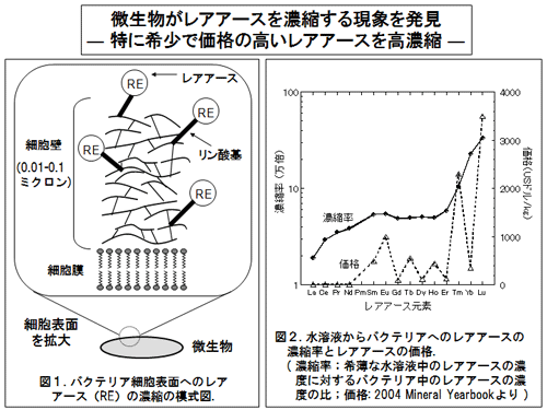 微生物がレアアースを濃縮する現象を発見　（図）