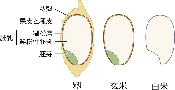 米の断面の模式図