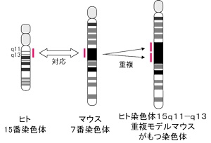 図１　ヒト染色体１５ｑ１１－ｑ１３重複モデルマウス