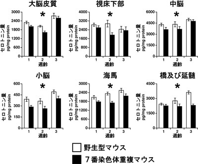 図３　高速液体クロマトグラフィーによる脳内各部位（１～３週齢）におけるセロトニン、ドーパミンの量（＊ｐ＜０．０５）