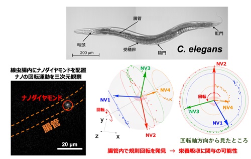 C. エレガンス腸管内において発見した規則的な超ミクロ回転運動