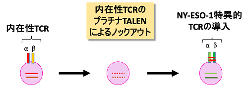 TCRの抗原結合部位はα鎖とβ鎖の2つのサブユニットで決定されており、それぞれのサブユニットをコードする遺伝子は異なった染色体上に存在する。プラチナTALENを用いることにより、α鎖遺伝子、β鎖遺伝子を段階的に非機能化し、内在性TCRの発現を失ったT細胞にNY-ESO-1特異的なTCR遺伝子を導入する過程の模式図。