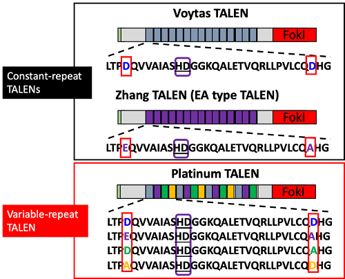 従来型TALEN(ConsTanT-repeat TALENs: VoyTas TALEN, Zhang TALEN)とプラチナTALEN(Variable-repeaT TALEN)のDNA結合モジュール構造の比較。従来型TALENでは、4番目・32番目のアミノ酸(赤枠)が同一であるのに対し、プラチナTALENでは周期的に変化することにより、高いDNA結合・切断活性を獲得する。なお、TALENはrepeaT variable diresidue(RVD)と呼ばれる12番目と13番目のアミノ酸配列(紫枠)の相違により、異なるDNA塩基と結合する(例: 図のHDはシトシンに結合)。