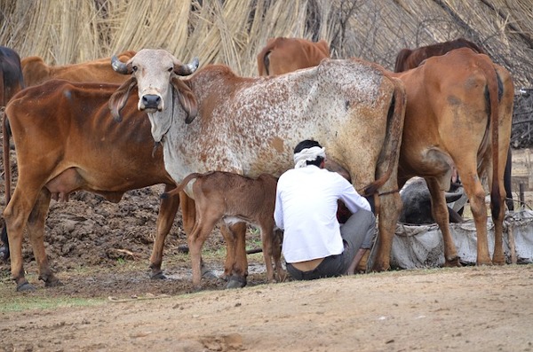 Hiroshima University research on bovine sex selection system Hiroshima University scientists will work on a low-cost bovine sex selection model to help India's smallholder dairy farmers