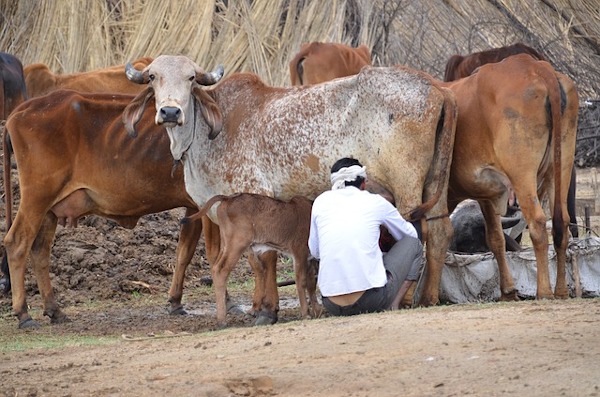 Hiroshima University scientists will work on a low-cost bovine sex selection model to help India's smallholder dairy farmers