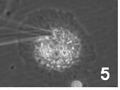 図2-5　細胞質から薬物や代謝物などの成分を吸い上げる様子