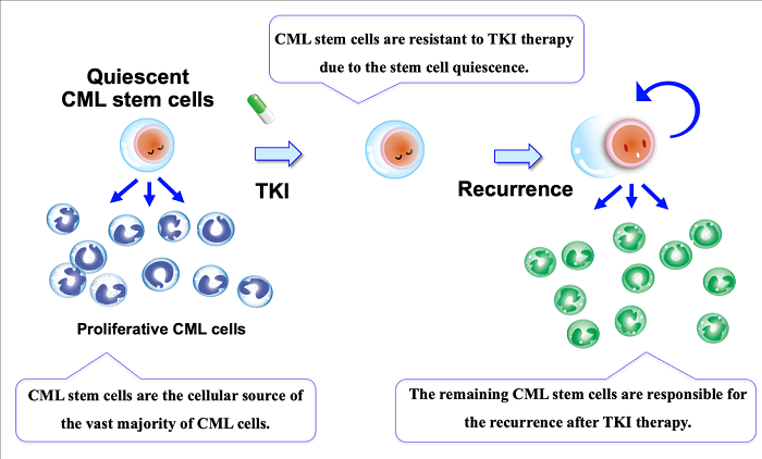 Role of CML stem cells for the recurrence after Tyrosine kinase inhibitor therapy 