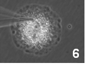 図2-6　細胞質から薬物や代謝物などの成分を吸い上げる様子