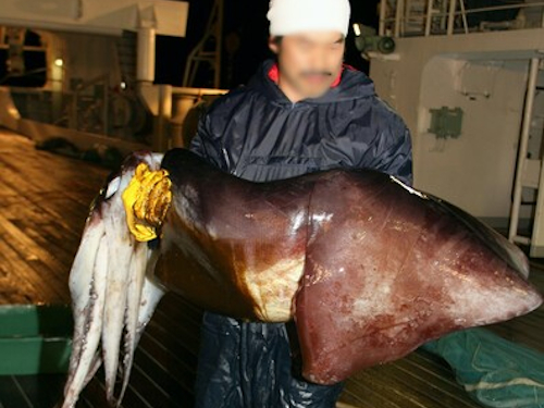 Humboldt squids can grow to over 1.2 meters when they reach maturity