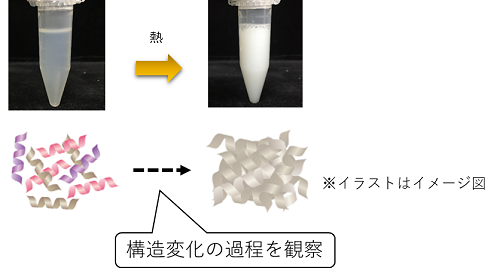 研究成果 株式会社ミルボンと広島大学が 熱ダメージで毛髪タンパクが構造変化する過程の高精度観察に世界で初めて成功 広島大学