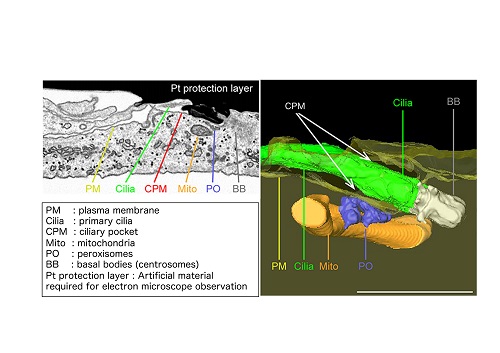 A 3D reconstitution of serial electron microscope images of the primary cilia