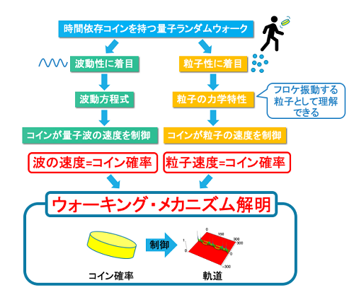 【研究成果】 量子ランダムウォークのウォーキング・メカニズムを世界で初めて解明〜Go To Quantum 量子の世界の歩き方〜
