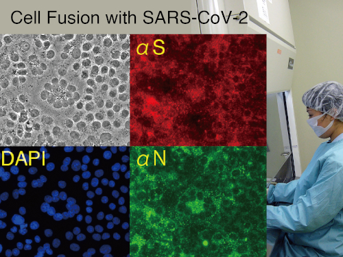 Cell fusion with SARS-CoV-2