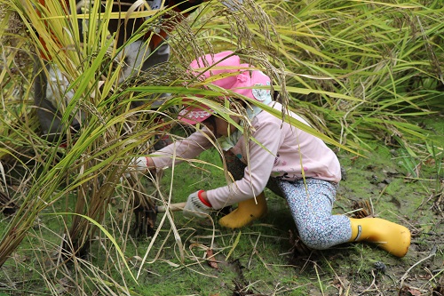 Harvesting rice