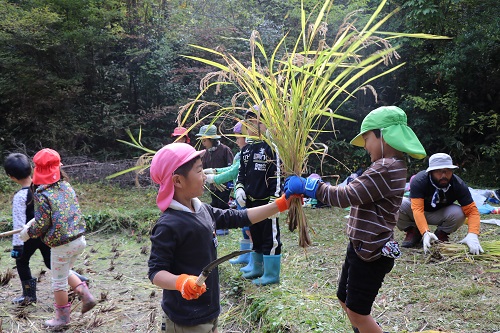 Kindergarten students receiving harvested rice（1）