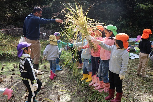 Kindergarten students receiving harvested rice（2）