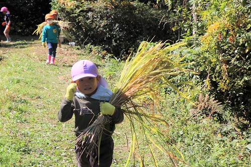 Working together to carry the rice