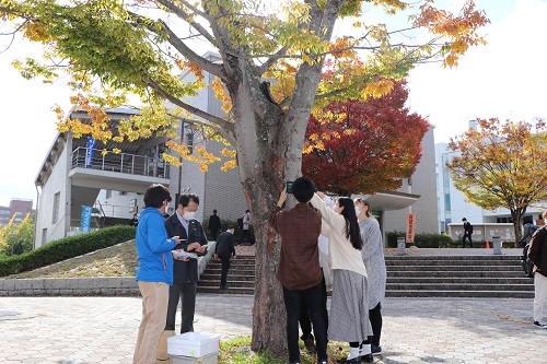 “Japanese zelkova” near the North Welfare Center No.1 Cafeteria