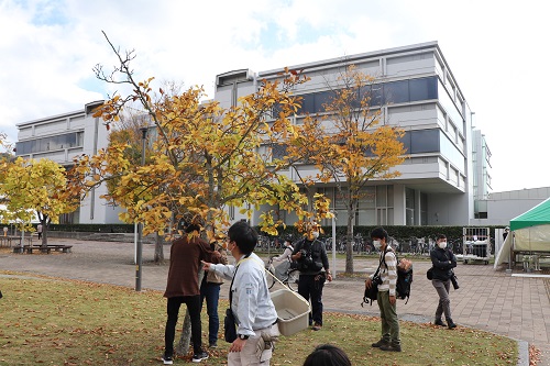 "Japanese Zelkova" in front of the Central Library